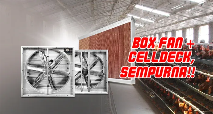 Box Fan Kandang Ayam dan Celldeck : Solusi Sirkulasi Udara Pada Kandang Ayam